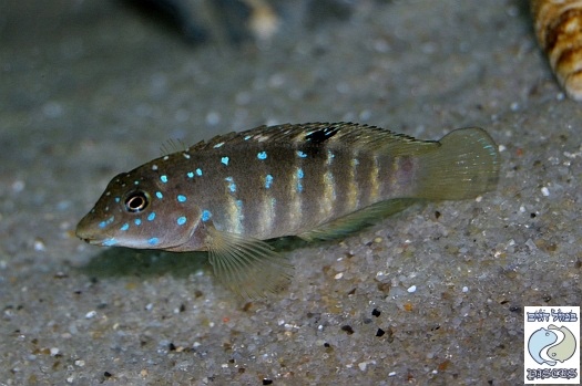 Tanganicodus irsacae 'Kigoma'